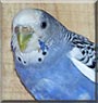 Sparky the Parakeet