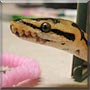 Luna the Ball python
