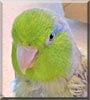 Geoffrey the Pacific Parrotlets