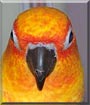 Sonny the Sun conure