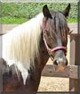 Scotty the Gypsy Vanner, Welsh Pony
