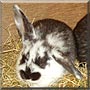 Patchy the Mini Lop Rabbit