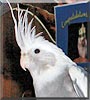 Mikey the Cockatiel