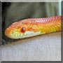 Lucy the Cornsnake