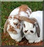 Buddy, Flop the Lop Rabbits