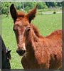 Ruby the Mule