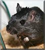 Zoey the Gerbil
