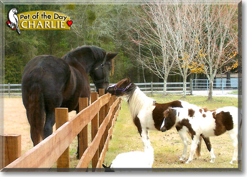 Charlie, the Pet of the Day Charlie, the Pet of the Day