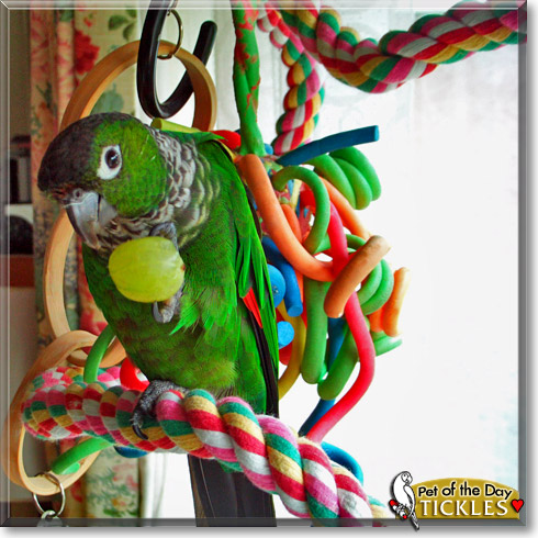 Tickles, the Pet of the Day Tickles, the Pet of the Day