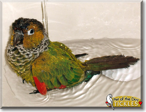 Tickles, the Pet of the Day Tickles, the Pet of the Day