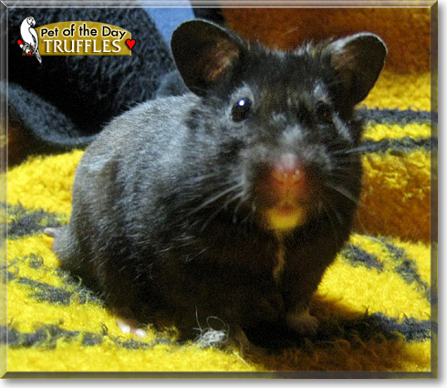 Truffles, the Pet of the Day Truffles, the Pet of the Day