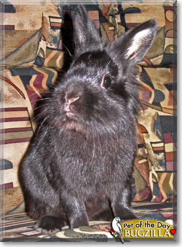 Bugzilla, the Pet of the Day Bugzilla, the Pet of the Day