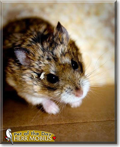 Herr Mobius, the Pet of the Day