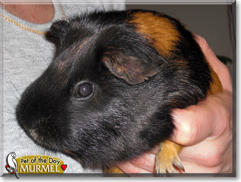 Murmel, the Pet of the Day