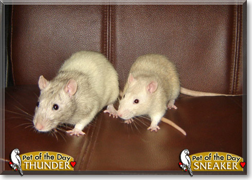 Thunder, Sneaker, the Pet of the Day Thunder, Sneaker, the Pet of the Day