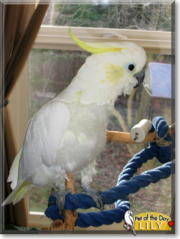 Lily, the Pet of the Day