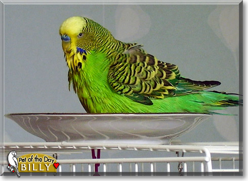 Billy, the Pet of the Day