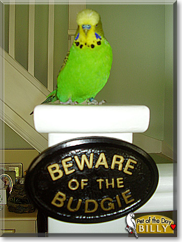 Billy, the Pet of the Day