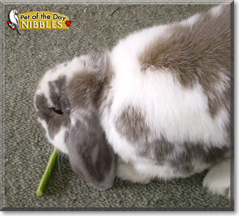 Nibbles, the Pet of the Day