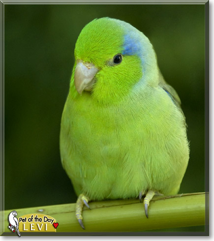 Levi, the Pet of the Day