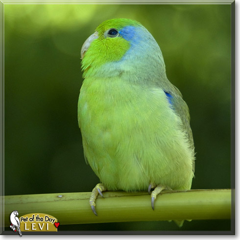 Levi, the Pet of the Day