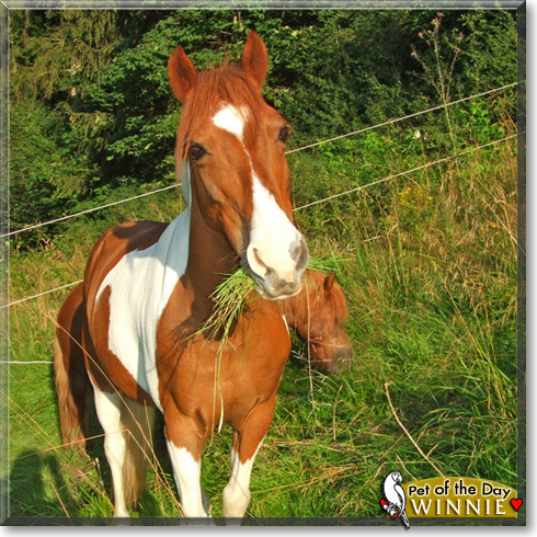 Winnie, the Pet of the Day