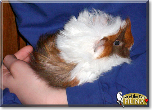 Filina, the Pet of the Day