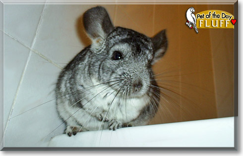 Fluff, the Pet of the Day Fluff, the Pet of the Day