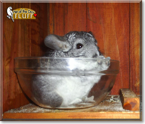 Fluff, the Pet of the Day Fluff, the Pet of the Day