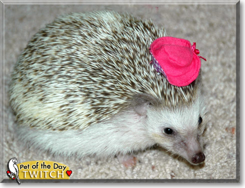 Twitch, the Pet of the Day