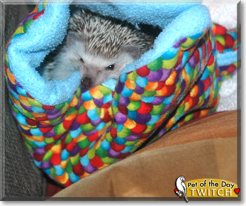 Twitch, the Pet of the Day