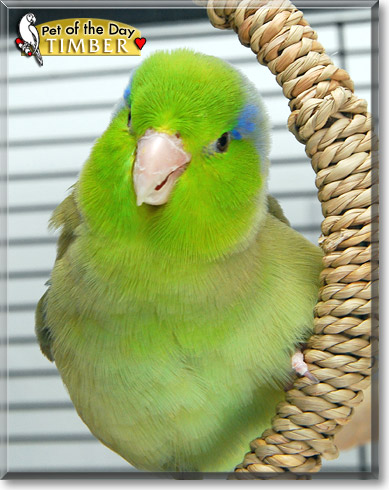 Timber, the Pet of the Day