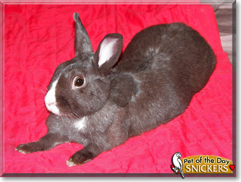 Snickers, the Pet of the Day Snickers, the Pet of the Day