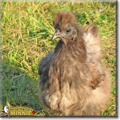 Minnie, the Pet of the Day