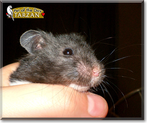 Tarzan, the Pet of the Day