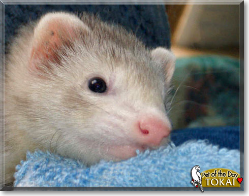 Tokai, the Pet of the Day