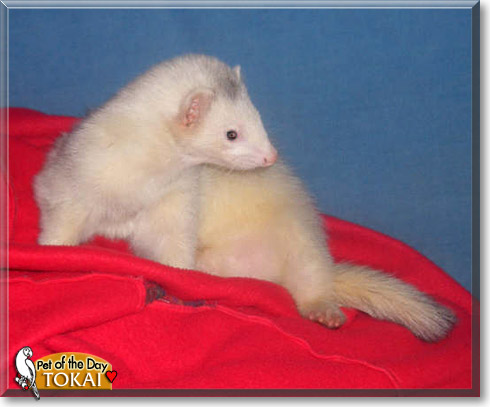Tokai, the Pet of the Day