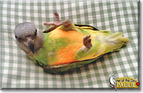 Paulie, the Pet of the Day Paulie, the Pet of the Day