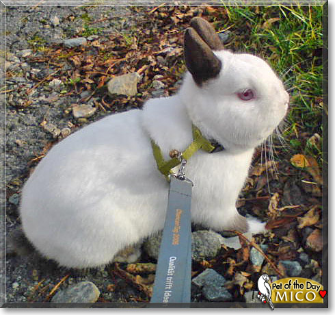 russian dwarf rabbit