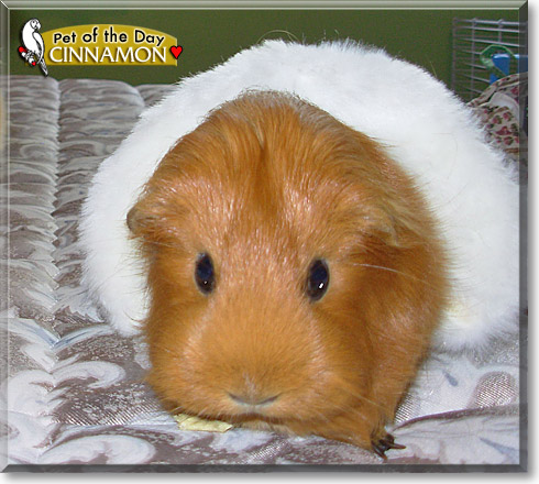 Cinnamon, the Pet of the Day Cinnamon, the Pet of the Day
