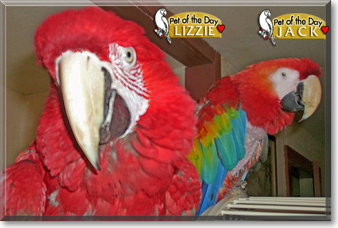 Jack and Lizzie, the Pet of the Day Jack and Lizzie, the Pet of the Day