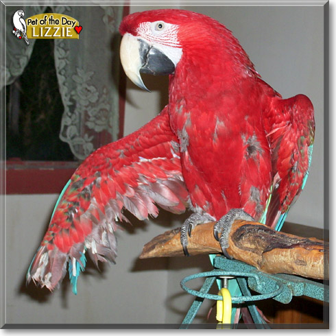 Jack and Lizzie, the Pet of the Day Jack and Lizzie, the Pet of the Day