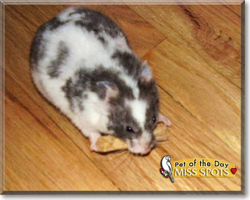 Miss Spots, the Pet of the Day Miss Spots, the Pet of the Day