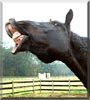 Charlie the Percheron