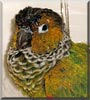 Tickles the Black Capped Conure