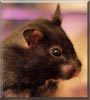 Truffles the Black Bear Hamster