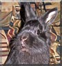 Bugzilla the Lion head, Dwarf Rabbit