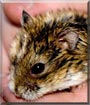 Herr Mobius the Russian Hamster