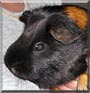 Murmel the Guinea Pig