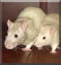 Thunder, Sneaker the Fancy Rat
